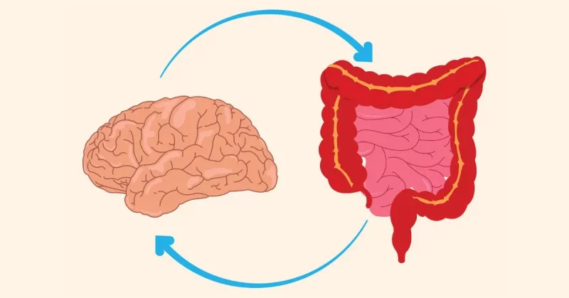 illustration of how the brain and gut health impact each other during TBI recovery