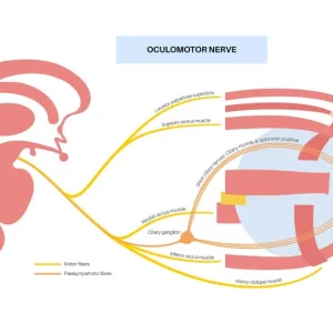 oculomotor apraxia example diagram with the oculomotor nerve