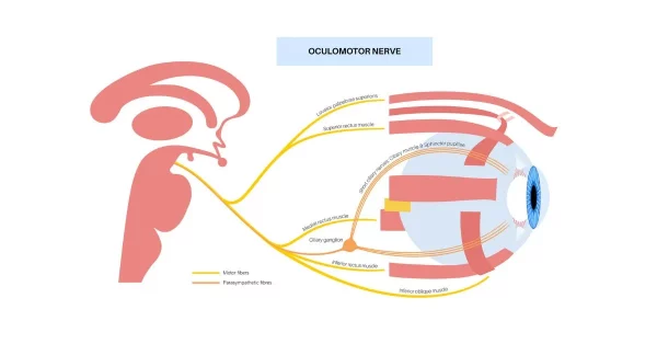 oculomotor apraxia example diagram with the oculomotor nerve