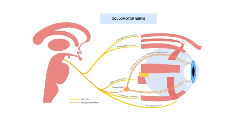 oculomotor apraxia example diagram with the oculomotor nerve