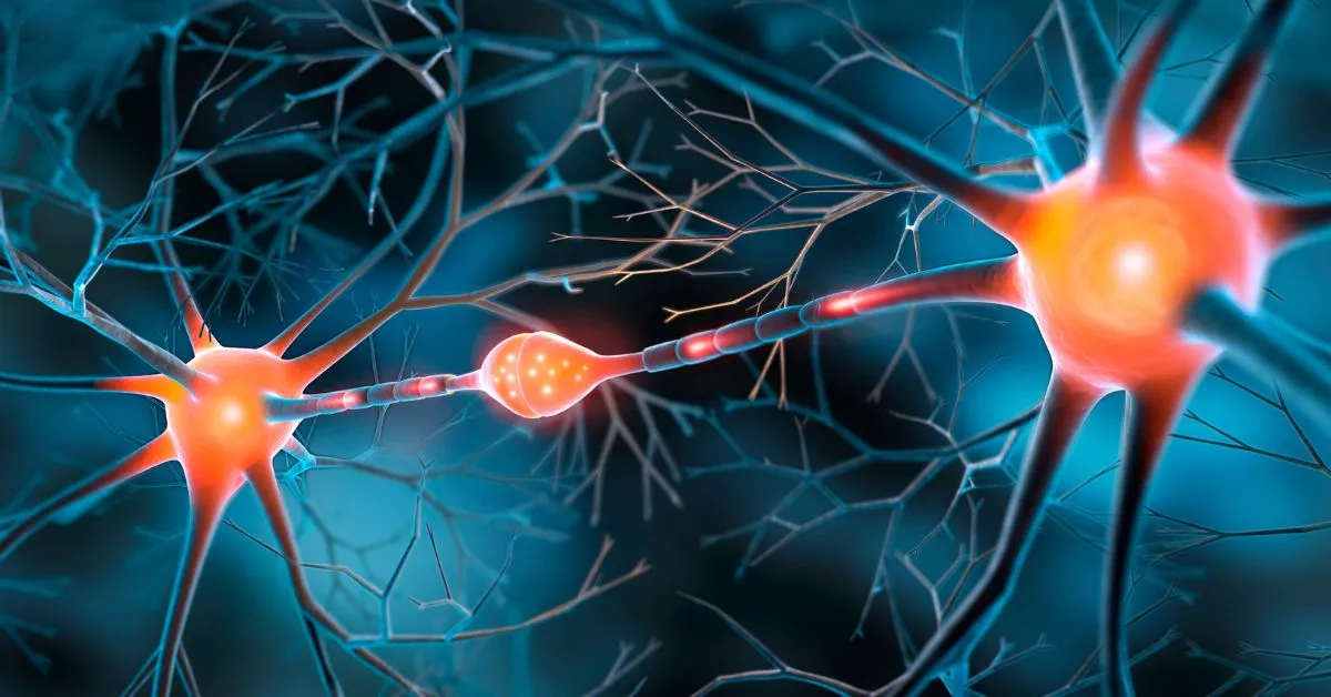two synapses after a neurological injury highlighting the mechanism of neuropathic pain
